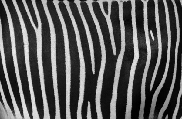 Zebra Pattern Coloration