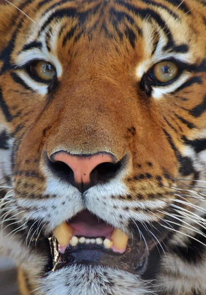 Тигриный портрет — стоковое фото