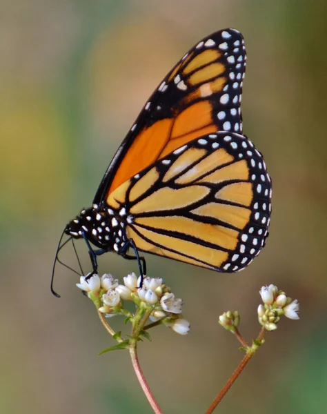 Farfalla monarca — Foto Stock