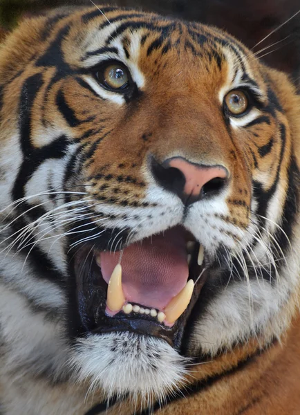 Тигриный портрет — стоковое фото
