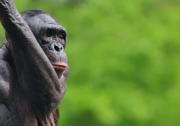 Шимпанзе в джунглях — стоковое фото