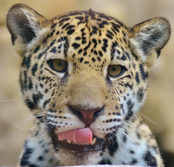 Baby Jaguar ansigt - Stock-foto