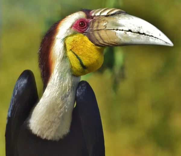 Halilo hornbill (rhyticeros undulatus) — Φωτογραφία Αρχείου