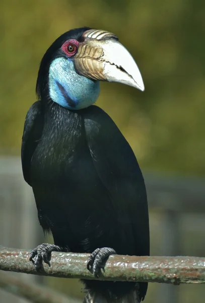 Achtergrond neushoornvogel (rhyticeros undulatus) — Stockfoto