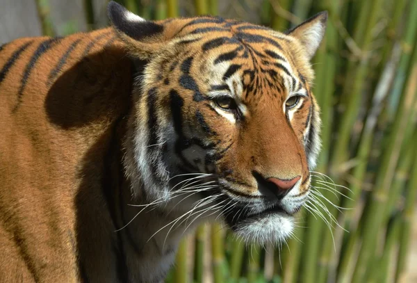 Тигр перед Бамбуком — стоковое фото