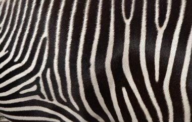 Zebra rengi desen