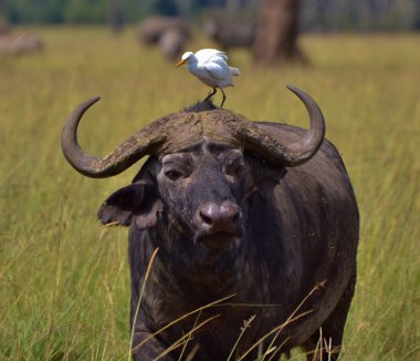 Cape Buffalo ve ak balıkçıl