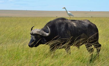 Cape Buffalo ve ak balıkçıl
