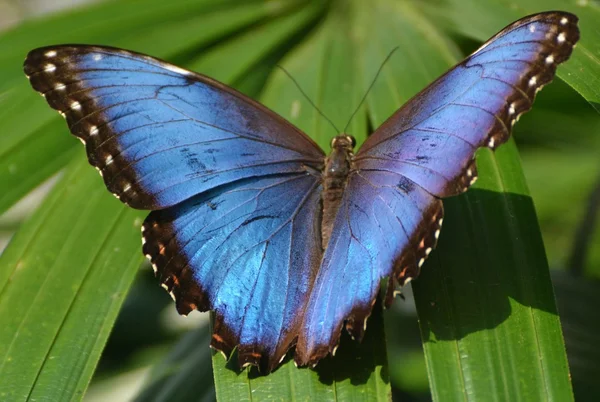 Borboleta azul Morpho — Fotografia de Stock