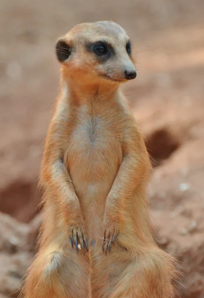 Meerkat-Suricate — 스톡 사진