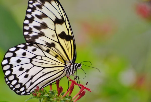 Borboleta de ninfa de árvore — Fotografia de Stock