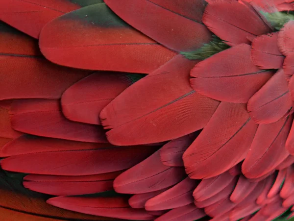 Red Feathers — Stock Photo, Image