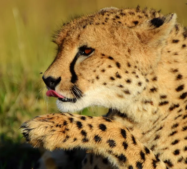 Gepard w serengeti — Zdjęcie stockowe