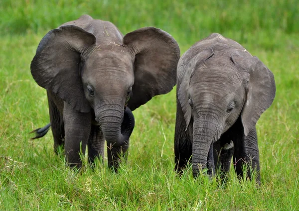 Baby African Elephants in Kenya — Stock Photo, Image