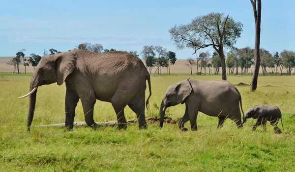 Elefantenparade in Kenia — Stockfoto