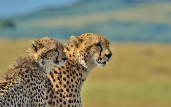 Par de chitas no Serengeti — Fotografia de Stock