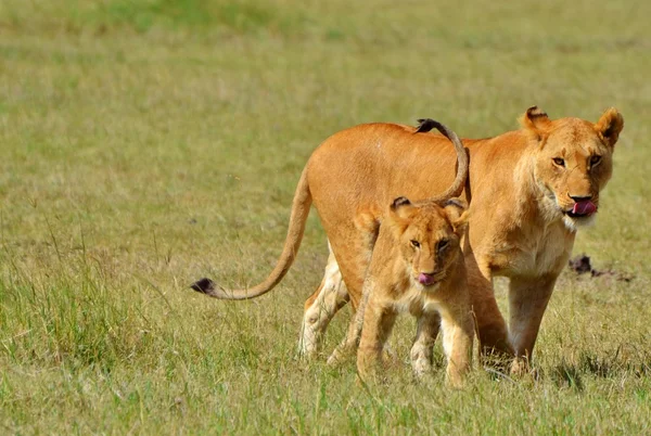 Löwenmutter und Jungtier — Stockfoto