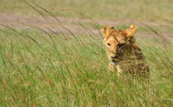 Lion cub — Stock Fotó