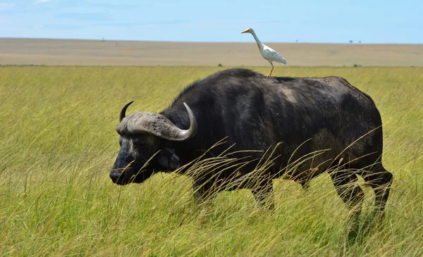 Cape Buffalo i Czapla — Zdjęcie stockowe