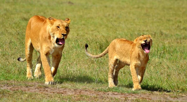 Mor løve og cub - Stock-foto