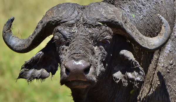 Cape Buffalo στην Κένυα — Φωτογραφία Αρχείου