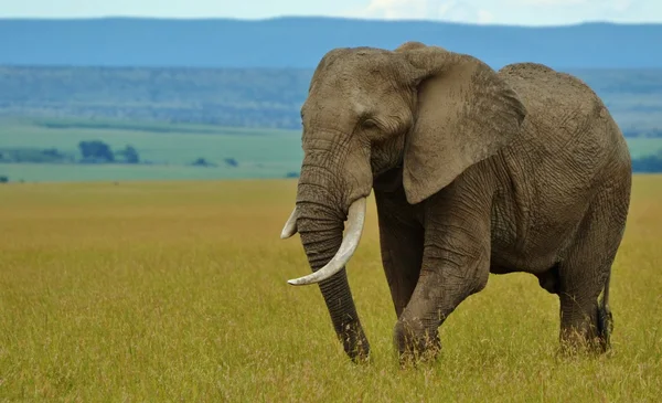 Słoń afrykański w Kenii — Zdjęcie stockowe