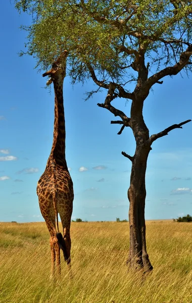 Серенгеті Масаї Giraffe — стокове фото