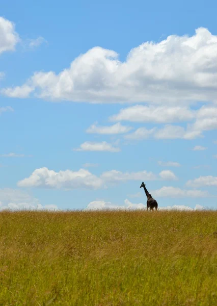 Масаї жирафа в на Савана — стокове фото