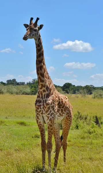 Serengeti Masai Giraffe — Stock Photo, Image