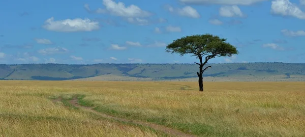 Single Acacia Tree on the Savannah — Stock Photo, Image