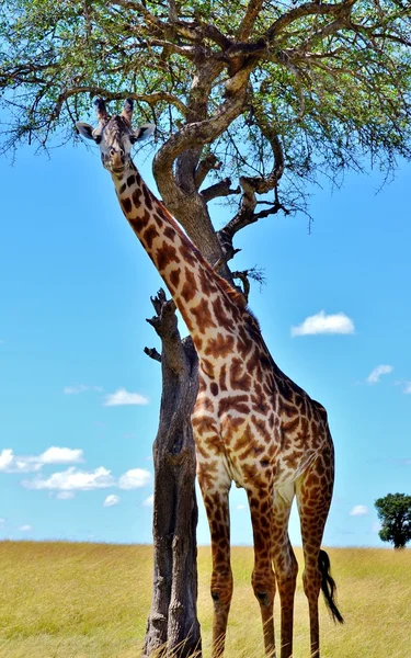 Serengeti-Masai-Giraffe — Stockfoto