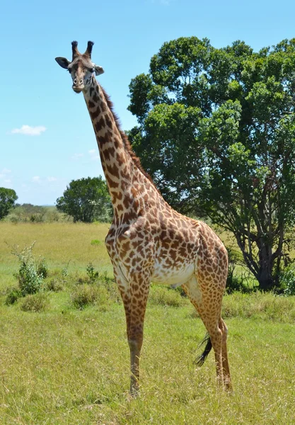Serengeti-Masai-Giraffe — Stockfoto