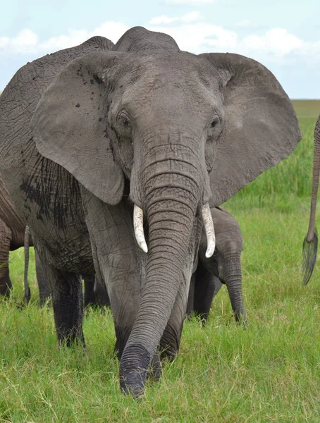 Αφρικανικός ελέφαντας στην Κένυα — Φωτογραφία Αρχείου