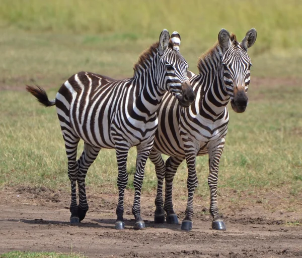 Baby Zebras in Kenya — Stock Photo, Image