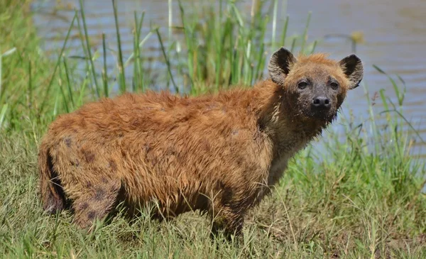 Łaciate hiena w Serengeti — Zdjęcie stockowe