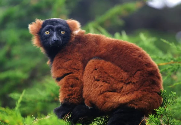 Kırmızı yakalı lemur. — Stok fotoğraf