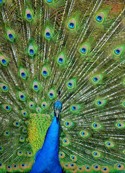 Pavão com penas traseiras estendidas — Fotografia de Stock