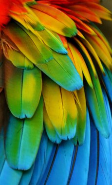 Amerika papağanı tüyler (gökkuşağı)
