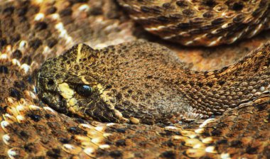 Diamondback çıngıraklı yılan