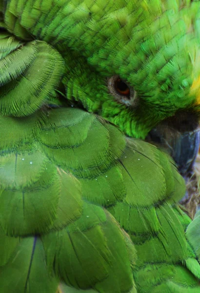 Papagaio-verde — Fotografia de Stock