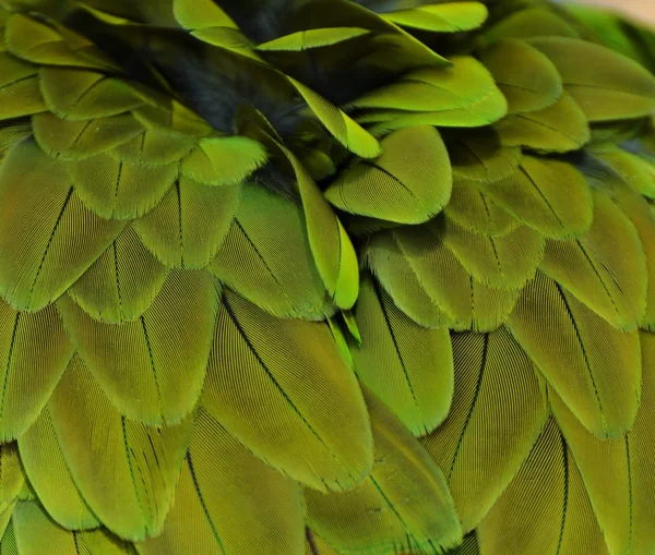 Ara papagáj toll (zöld) — Stock Fotó