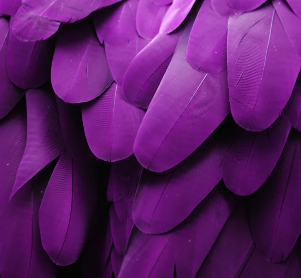 Фіолетовий пір'я — стокове фото