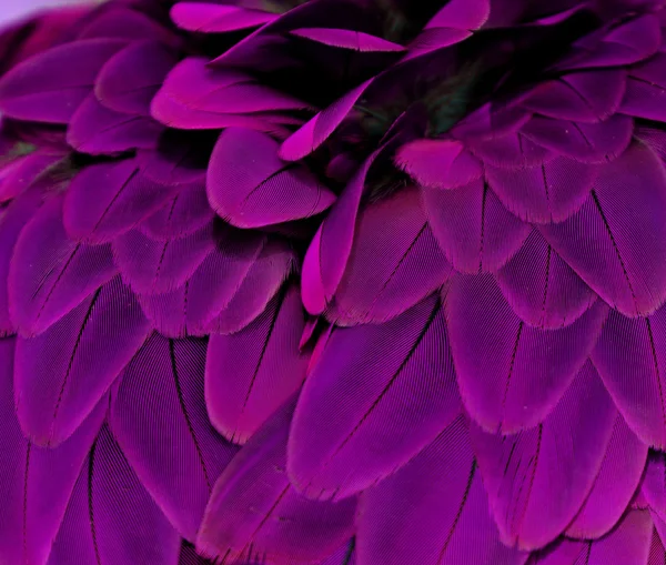 Purpurowe pióra — Zdjęcie stockowe