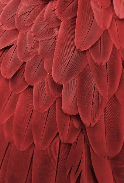 赤羽 — ストック写真
