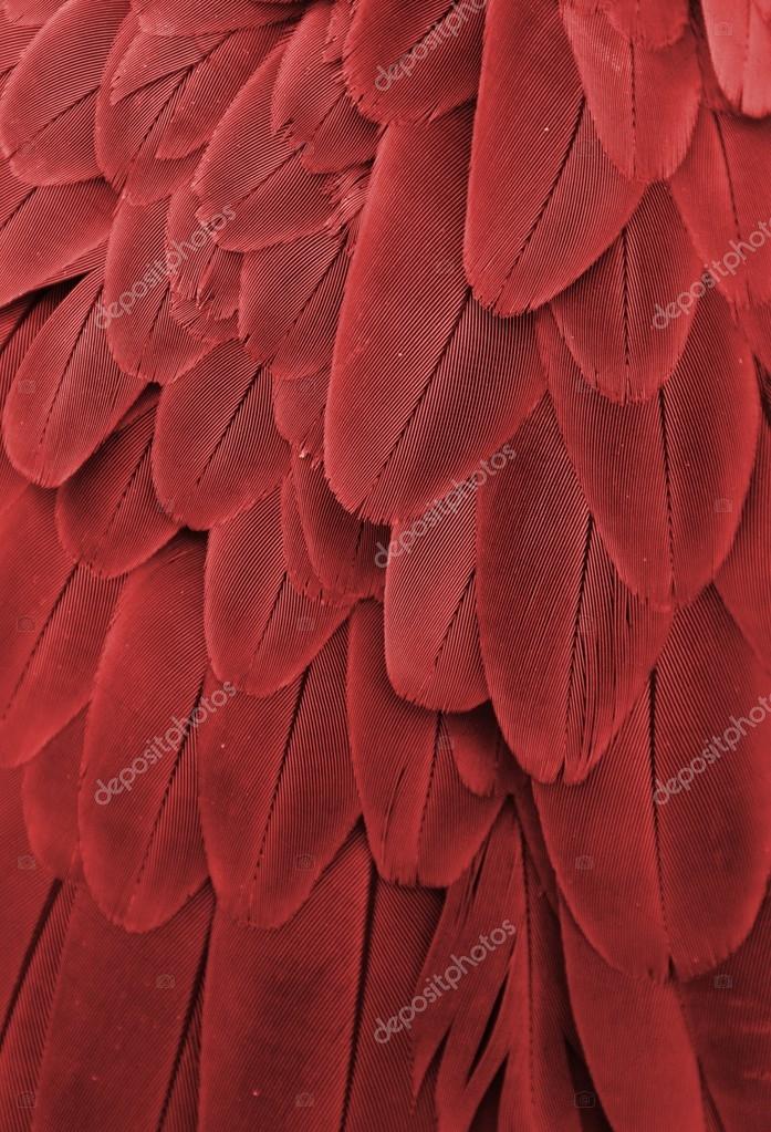 Red Feathers Stock Photo by ©MichaelFitzsimmons 77428916