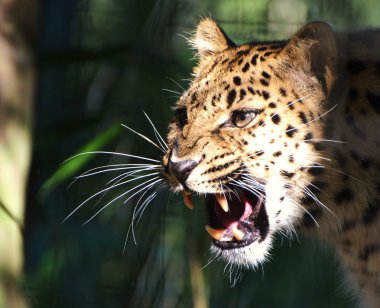 Amur leoparı
