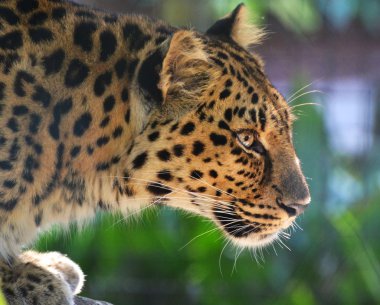 Amur Leopard clipart