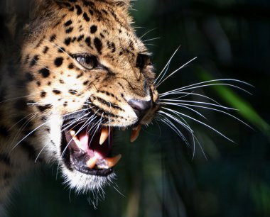 Amur leoparı