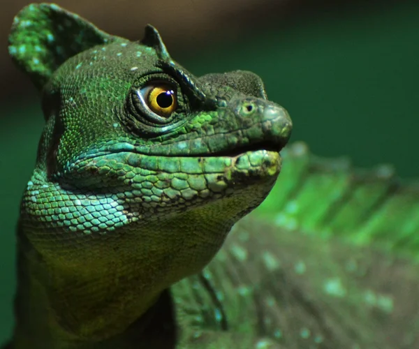 Basilisk Lizard — Stock Photo, Image