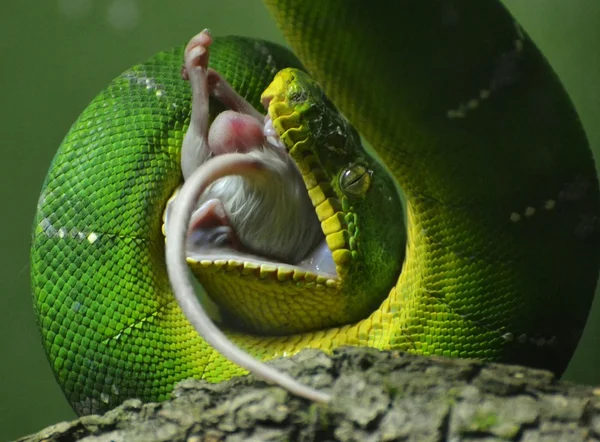 Groene boom Python eten een muis — Stockfoto